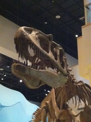 Sam Noble Oklahoma Museum of Natural History by null