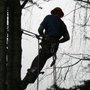 Photo of Acme Tree Works