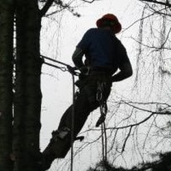 Acme Tree Works