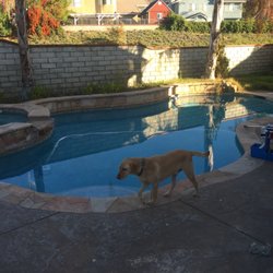 Kyle Bowen Pool Service - Puppy approved!