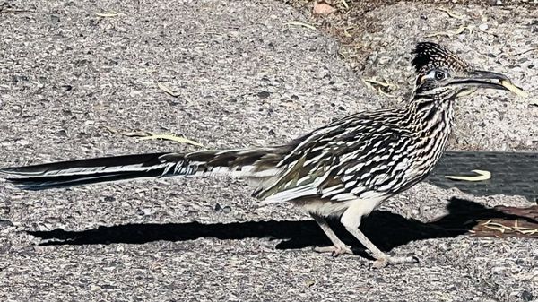 Kayenta Art Village by null