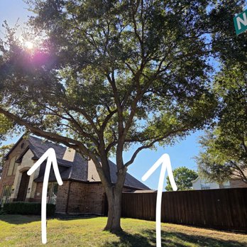 LR Tree Services - Huge 50' tree trimmed up, dead branches removed, and professionally shaped. Just beautiful! October 2025. - Tree Services Near Me - Garland, Texas LR Tree Services - Huge 50' tree trimmed up, dead branches removed, and professionally shaped. Just beautiful! October 2025. - Tree Services Near Me - Garland, Texas