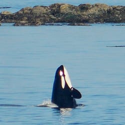 Windermere Real Estate Orcas Island, Inc. - Local wildlife
courtesy - Reba MacLeod, Windermere Broker