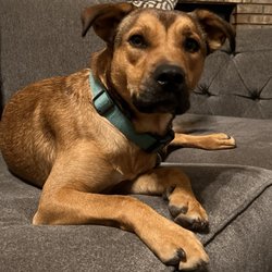 Petco