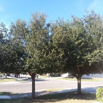 Ortiz Tree Trimming - Trees before trimming. - Tree Services Near Me Ortiz Tree Trimming - Trees before trimming. - Tree Services Near Me
