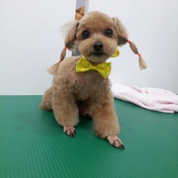 Pet Star Salon - Pet Groomers Near Me - Fairfax, Virginia Pet Star Salon - Pet Groomers Near Me - Fairfax, Virginia