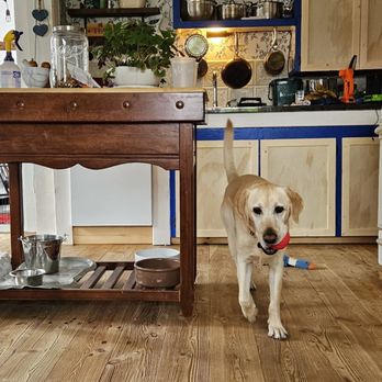 Doggy Doolil Daycare - Sandy - Pet Training Near Me - Surrey, British Columbia Doggy Doolil Daycare - Sandy - Pet Training Near Me - Surrey, British Columbia
