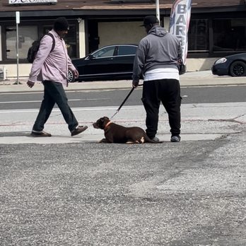 Cali K9 - Hamzah working with my pup who did not lunge at the pedestrian! - Pet Training Near Me - San Jose, California