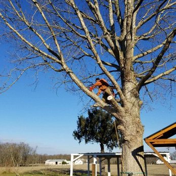Morgan Family Tree Care - Tree Services Near Me Morgan Family Tree Care - Tree Services Near Me