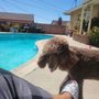 Photo of Yessmann Pools
