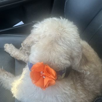 Pup Spa - Pet Groomers Near Me