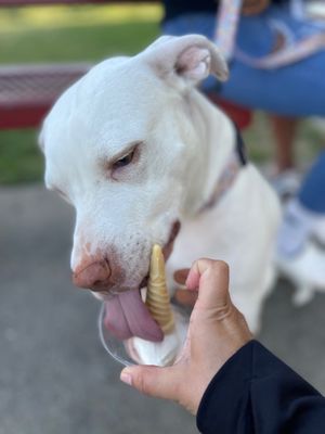 Connie's Frozen Custard by null