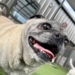 Homer Homer