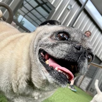 Digg Pet Resort - Homer - Pet Boarding Near Me - Prosper, Texas Digg Pet Resort - Homer - Pet Boarding Near Me - Prosper, Texas