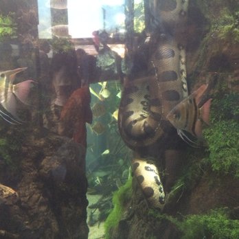 Shedd Aquarium - Aquariums Near Me - Chicago, Illinois