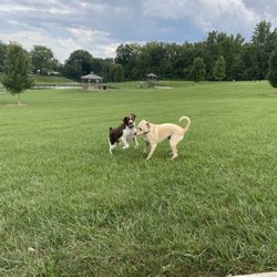 New Albany Dog Park
