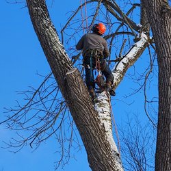 Mast Tree Service - climbed in freezing weather;