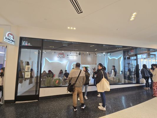 Kokoro Cat Café by null