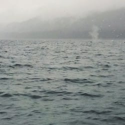 Orca Enterprises - Birds are flocking and going near the water to catch some fishes that were forced upward by the whales.