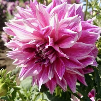 Swan Island Dahlias - Nurseries & Gardening Near Me - Canby, Oregon