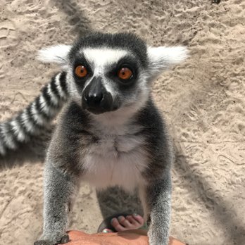 Giraffe Ranch - lemur loving - Ranches Near Me - Dade City, Florida Giraffe Ranch - lemur loving - Ranches Near Me - Dade City, Florida