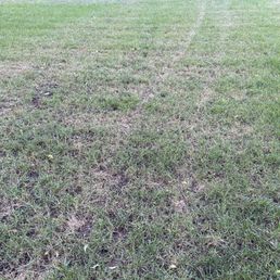 It's already scorched and thinning out in 1 week... It's already scorched and thinning out in 1 week...