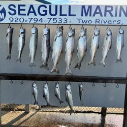 Salmon Chasers
