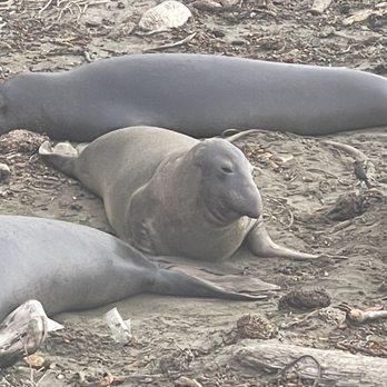 Elephant Seal Vista Point - Beaches Near Me - San Simeon, California Elephant Seal Vista Point - Beaches Near Me - San Simeon, California