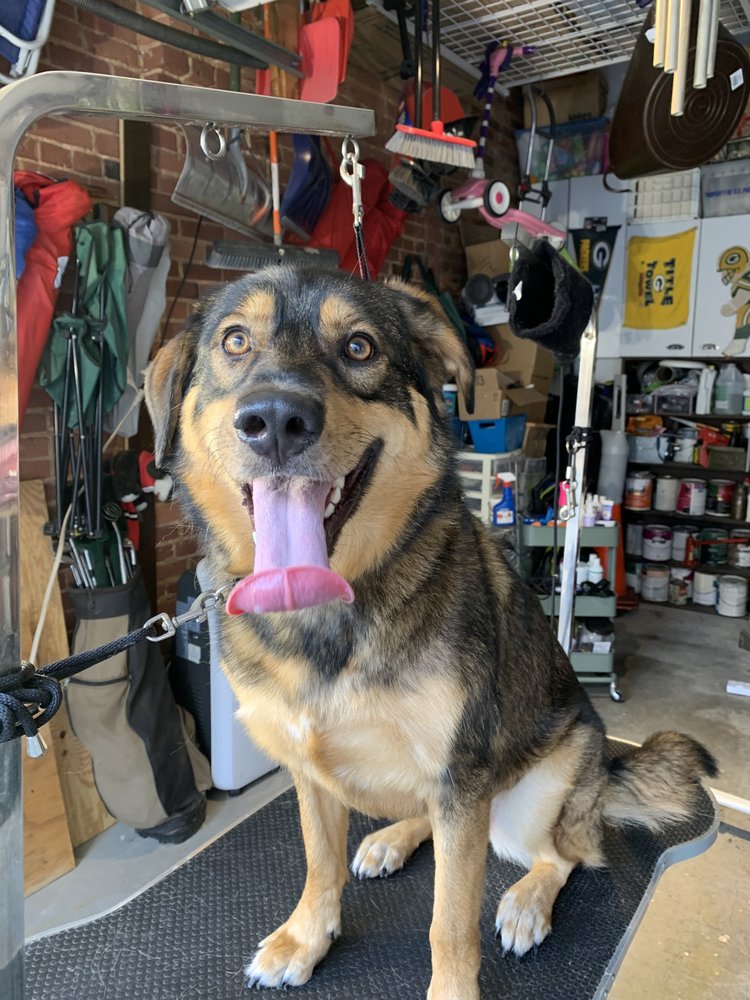 MT VERNON CRITTER CARE Updated October 2024 Baltimore, Maryland