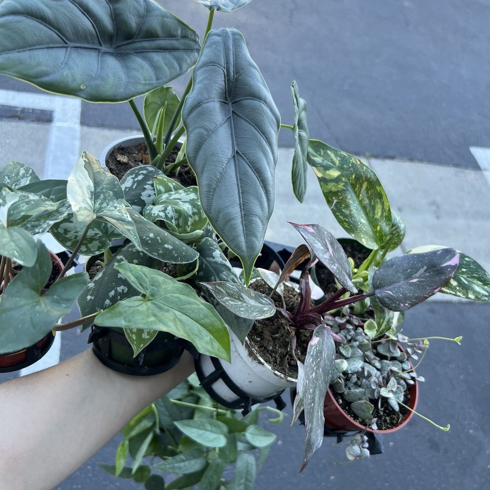 7. Plants