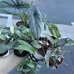 7. Plants 7. Plants