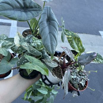 Armstrong Garden Centers - 7. Plants - Nurseries & Gardening Near Me - Pasadena, California Armstrong Garden Centers - 7. Plants - Nurseries & Gardening Near Me - Pasadena, California