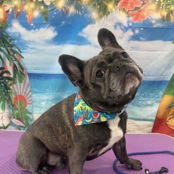 Good Fluffin’ Grooming - Photogenic - Pet Groomers Near Me - Riverside, California