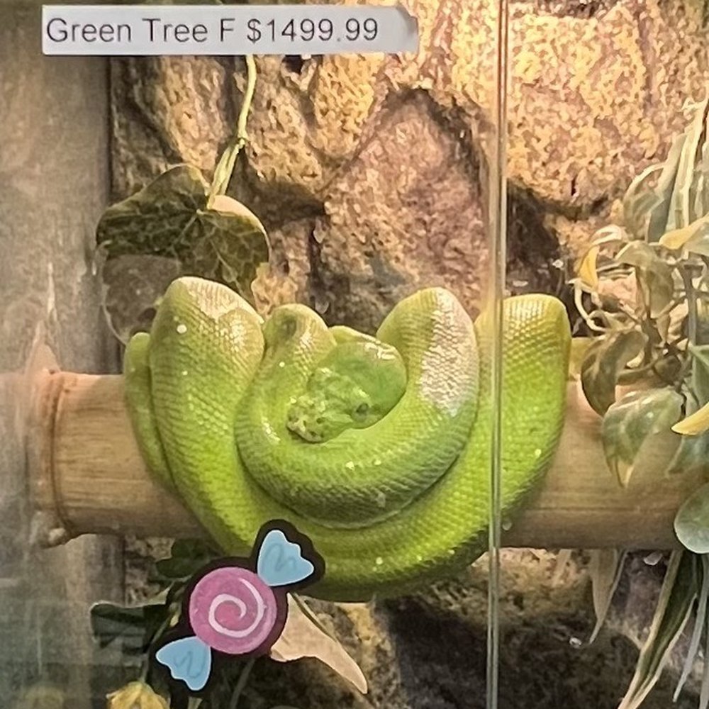 Pet Planet - Pet Planet at 272 S. Decatur Blvd 10/21/2023 - Pet Stores Near Me - Las Vegas, Nevada Pet Planet - Pet Planet at 272 S. Decatur Blvd 10/21/2023 - Pet Stores Near Me - Las Vegas, Nevada