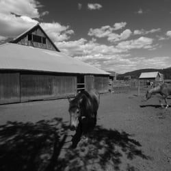 Flying Horseshoe Ranch - Down at the ranch facing the stables.