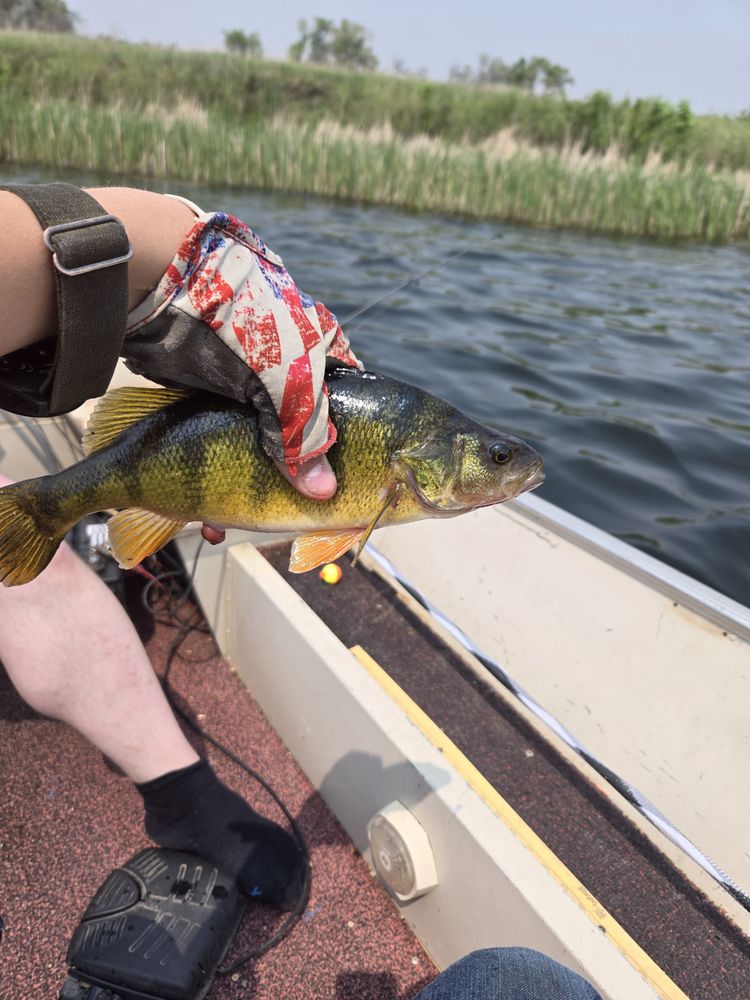 Dako Lures Logo