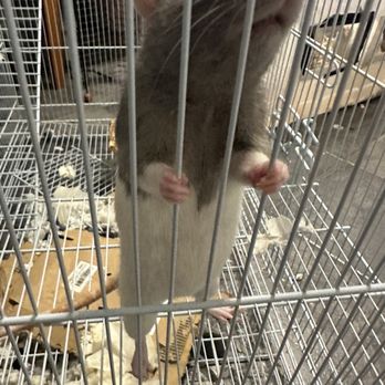 Uptown Pets - Baby girl Lilo - Pet Stores Near Me - Yucaipa, California Uptown Pets - Baby girl Lilo - Pet Stores Near Me - Yucaipa, California