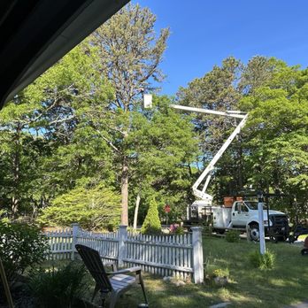 Newcomb's Tree Service LLC of Cape Cod - Tree Services Near Me - Halifax, Massachusetts Newcomb's Tree Service LLC of Cape Cod - Tree Services Near Me - Halifax, Massachusetts
