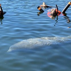 Manatee Tour And Dive - Looking at a manatee