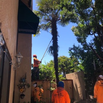 Acampo Tree Service - Tree Services Near Me - Lodi, California