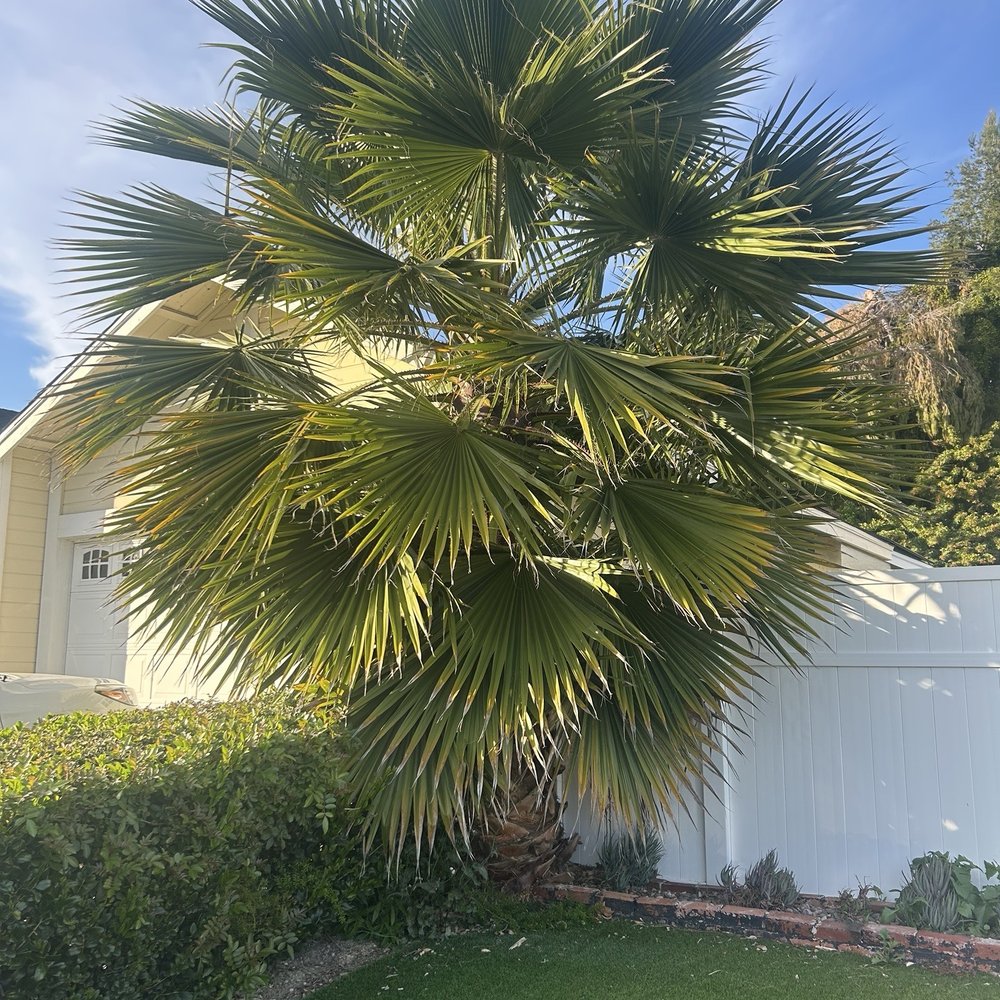 Golden Tree Care - Palm tree before - Tree Services Near Me