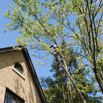 GTO Tree Service - Tree Services Near Me GTO Tree Service - Tree Services Near Me
