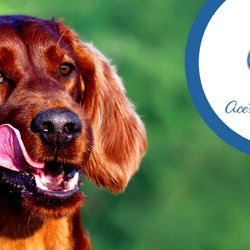 Ace's Dog Academy