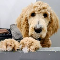Hair Of The Dog