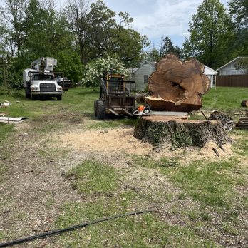 Hoover Tree - Tree Services Near Me - Marion, Ohio