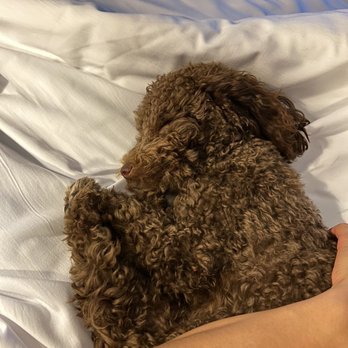 Aloft Cancun - Pet friendly hotel (my dog sleeping peacefully) - Hotels Near Me - Cancun, ROO Aloft Cancun - Pet friendly hotel (my dog sleeping peacefully) - Hotels Near Me - Cancun, ROO