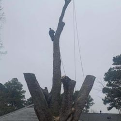 Tidewater property solutions - Seriously massive tree