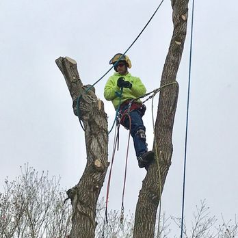 Wever's Tree Service - Tree Services Near Me - Boring, Oregon
