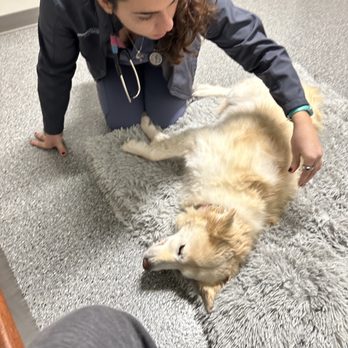 Deerfield Animal Care Center - Veterinarians Near Me - Deerfield, Illinois Deerfield Animal Care Center - Veterinarians Near Me - Deerfield, Illinois