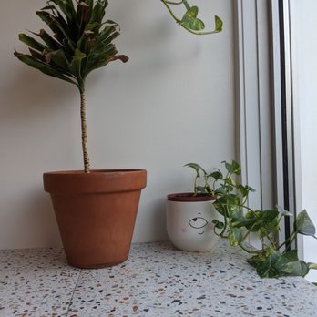 Cafellini - a potted plant and a laptop on a table - Coffee & Tea Near Me - Montreal, Quebec